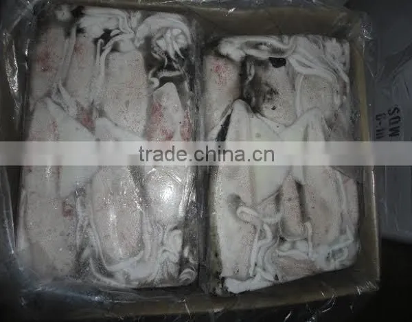 Squid Loligo photo-2