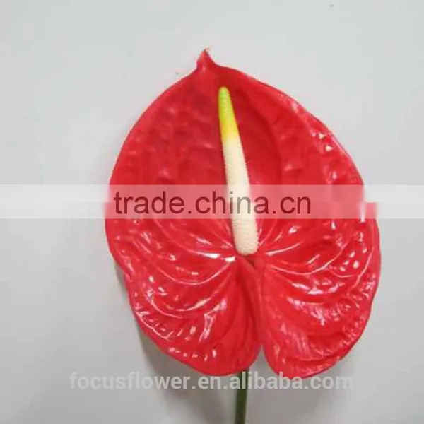 High Quanlity Anthurium Cut Flowers for Valentine's Day photo-6