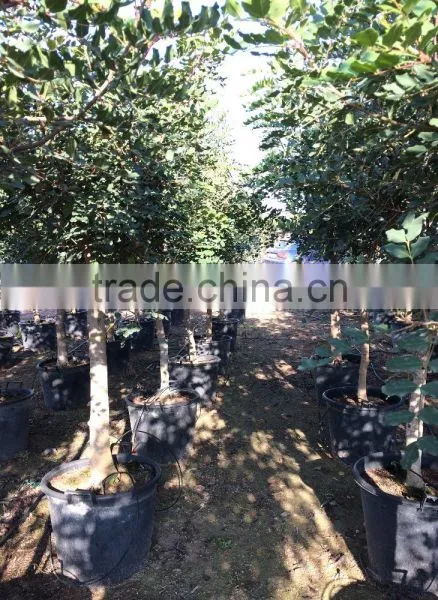 CERATONIA SILIQUA "Carob Tree" photo-5