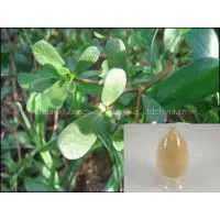 Portulaca Oleracea Extract Plant Extract Factory
