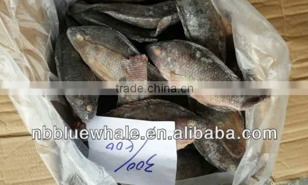 Tilapia photo-4