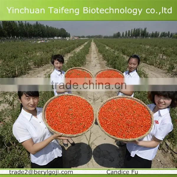 Goji Berries Export Wholesaler in Ningxia photo-3