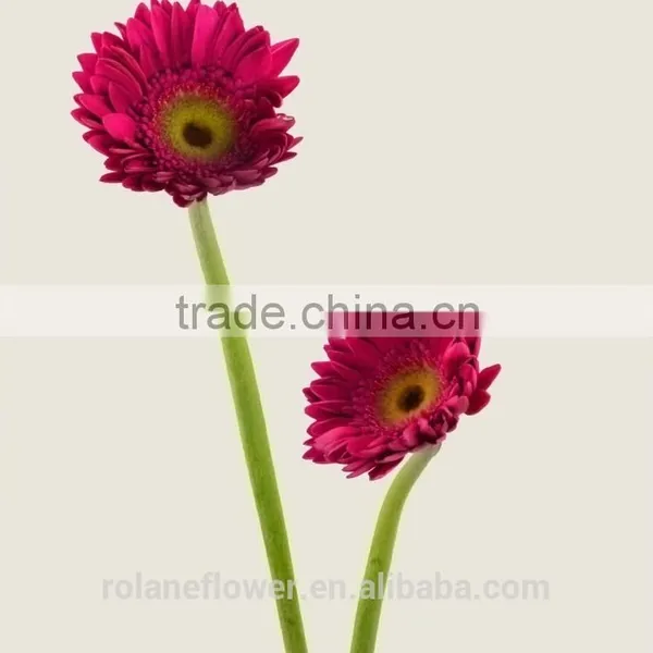 Diversified in Packaging Newest Gerbera Flower Rainbow Gerbera Daisy Flower With 20stems/bundle From Yunnan, China photo-6