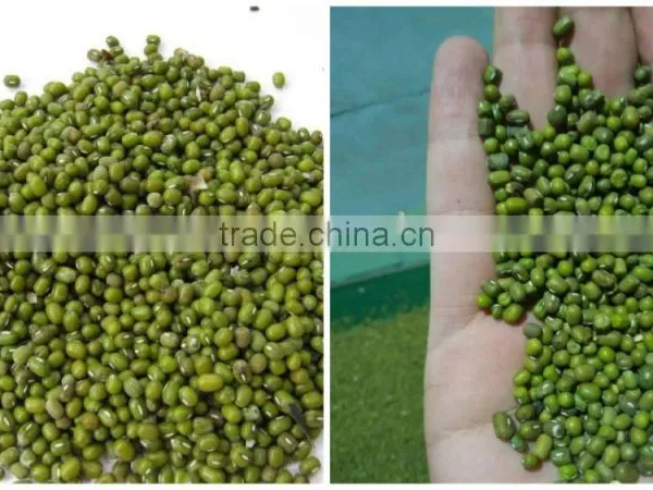 2015 Crop Green Mung Beans, Chinese Green Mung Bean 3.0mm, 3.25mm photo-2