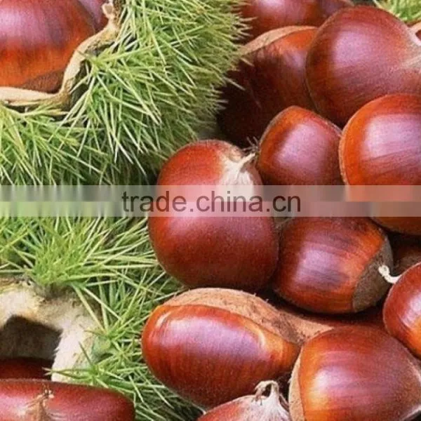 Organic Water Chestnut photo-2