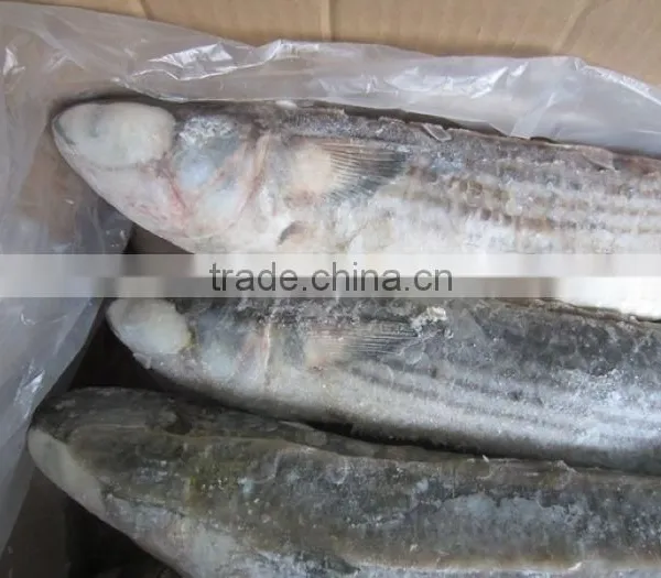 Frozen Grey Mullet Fish Whole Round photo-5