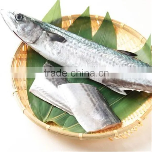 Papuan Spanish Mackerel