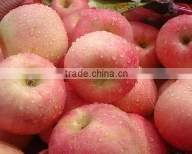 Sell Fresh Apple Fruit of High Quality and Good Price photo-4