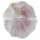 Normal White Garlic