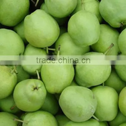 Fresh Early su Pear Juicy su Pear With Best Price for Export