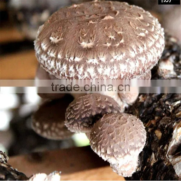 2016 Hot Selling Mushroom Prices,Shitake Mushroom Growing,Mushroom Logs photo-4