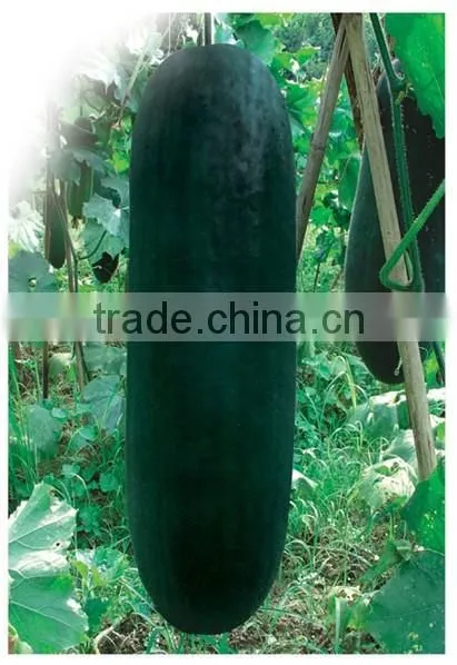 Vegetable Seed Companies Wholesale Seeds Company