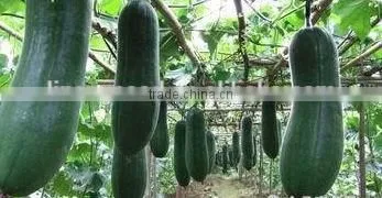 Black Gourd Big Vegetable Seeds High Quality Seeds photo-2