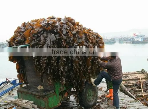 Natural Abalone Feed Dried Kelp Seaweed Raw Materials and Small Pieces photo-2