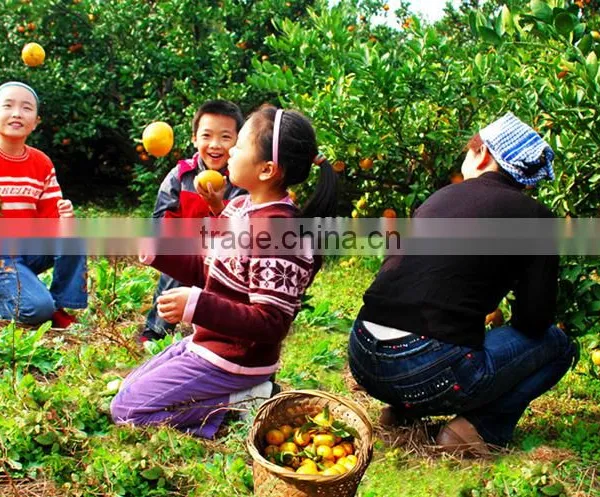 Neweek Agricultural Tractor Mounted Garden Fruit Tree Orchard Sprayer photo-6