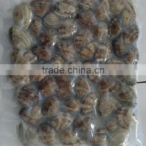 New Season High Quality Frozen Vacuum Packed Short Necked Clam photo-6
