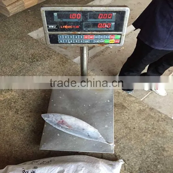 High Quality Frozen Whole Round Fish Bonito