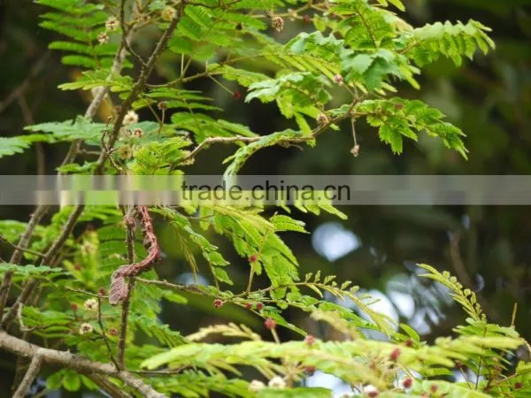 Shikakai Oil photo-4