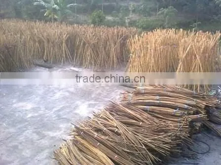 Raw Rattan Cane, Rattan, Cane, Rattan Meterial, Raw Material, Rattah Raw Mateiral, Rattan Cane, Rattan Pole, Pole, Raw