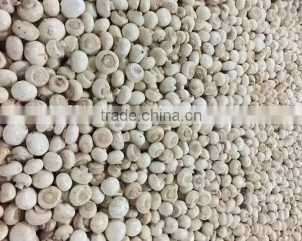 IQF Frozen Button Mushroom photo-4
