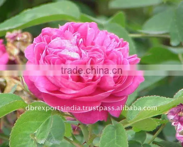 Natural Rose Water