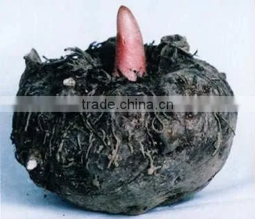 Purified Konjac Powder