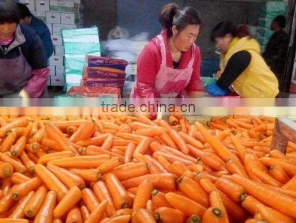 Fresh Carrot photo-3