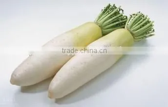 Radish photo-2