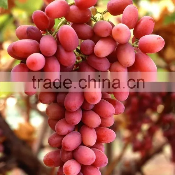 Crimson Grapes