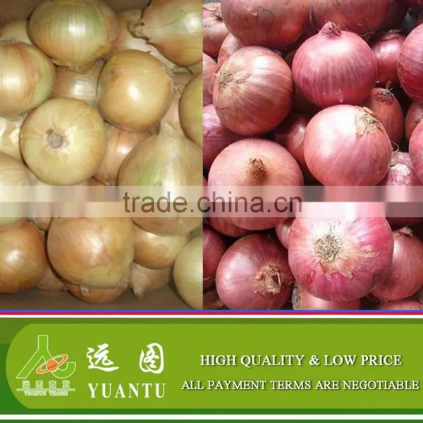 Fresh Onion Supplier Manufacturer photo-4