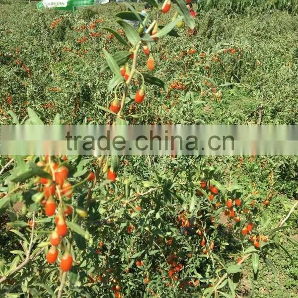 Tibet Organic ,pure Natural ,goji Berry photo-2