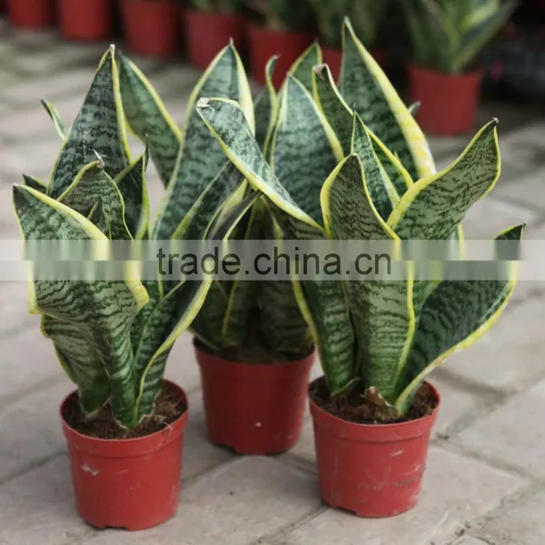 Golden Green Sansevieria for Indoor Ornamental Bonsai Plants