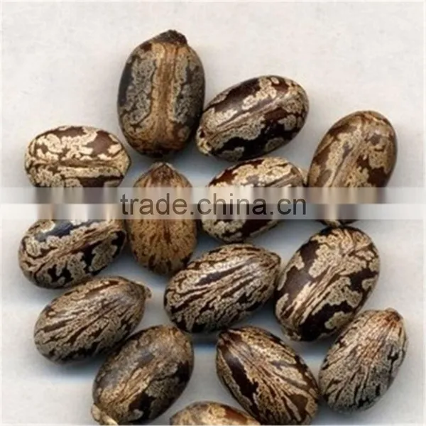 Home Use Small Capacity Castor Seed Sheller photo-5
