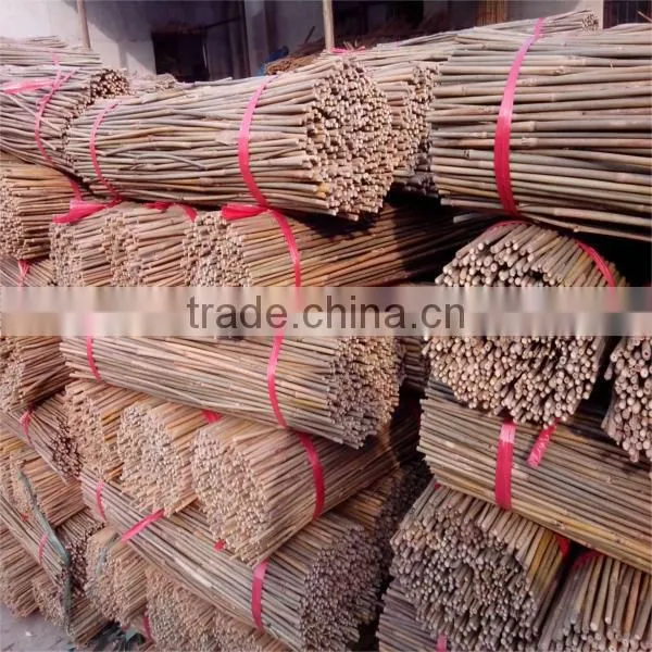 Tea Bamboo Canes