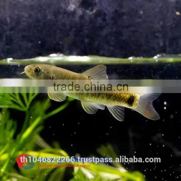Garra Rufa / Doctor Fish for Sale and Export From Thailand photo-2