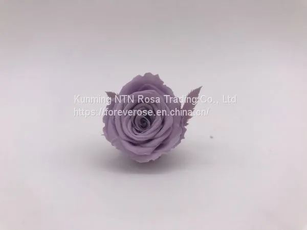 High Quality Timeless Preserved Flower Rose to Make Gorgeous Flower Gifts photo-2
