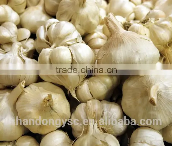 The Best Vegetable Product From China Fresh Garlic photo-6