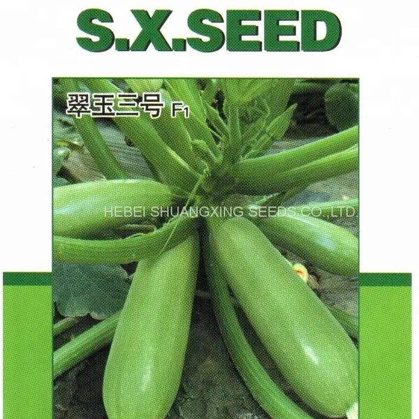 Long Zucchini Hybrid f1 Squash Vegetable Seeds photo-4