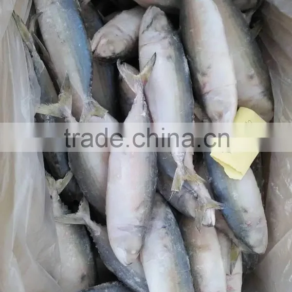 Supply Frozen Indian Mackerel photo-2