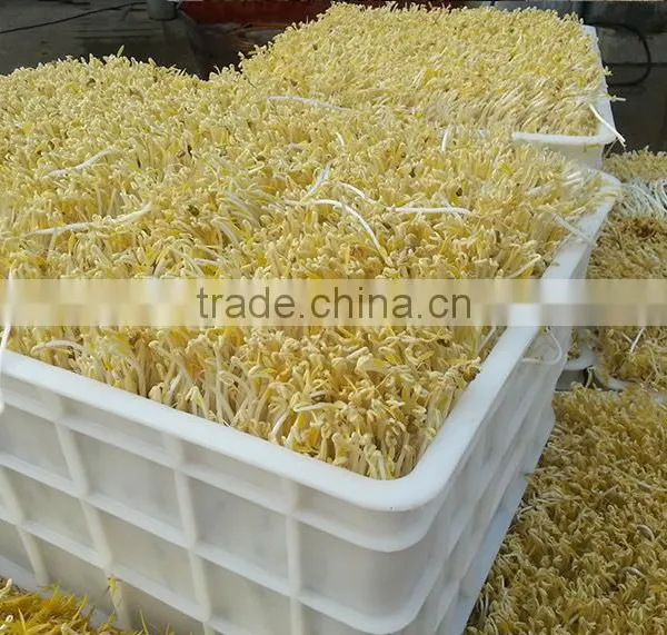 Full-automatic Bean Sprouts Machine(CE) photo-2