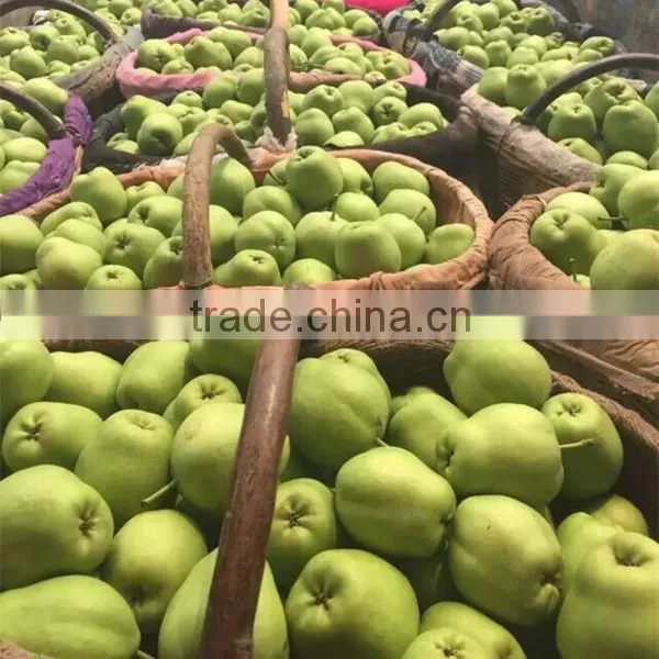 2015 New Crop Fresh su Pear With Good Quality White Pears Fresh Juicy Pears photo-3