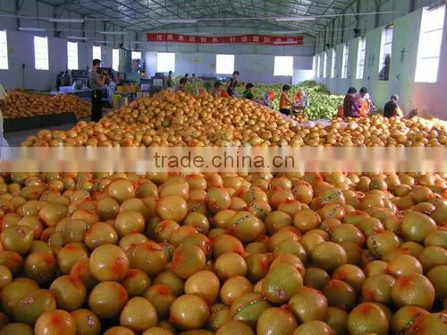 2015 Crop Fujian Fresh Honey Pomelo Fruit for Wholesale photo-5