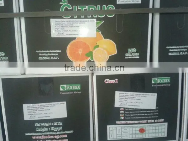 Navel Oranges (Seedless Orange) photo-3