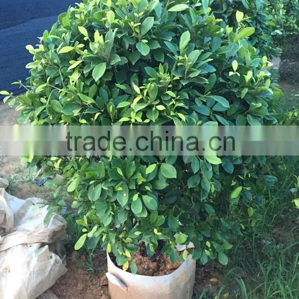 Ficus Microcarpa Cv.GoldenLeaves