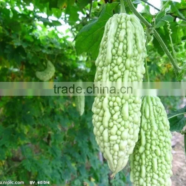 10% Charantin Bitter Melon Extract Powder photo-2