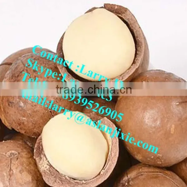 Macadamia Nut Opening Machine/macadamia Nut Tapping Machine photo-6