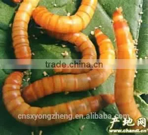 Dried Mealworms for Bird With High Protein photo-2