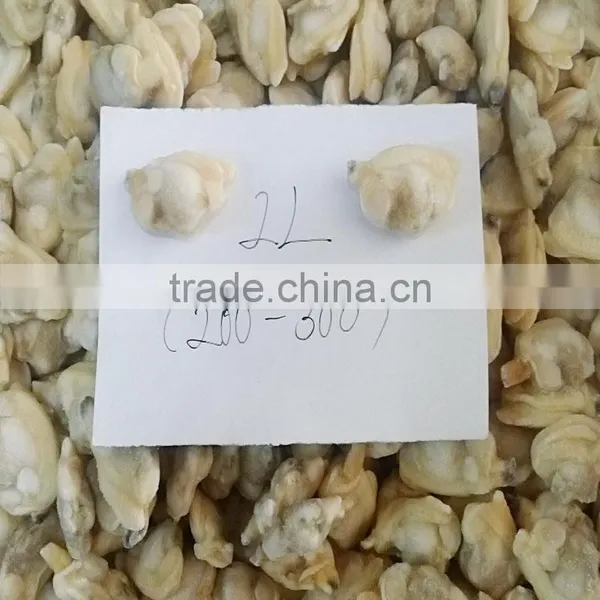 Fresh Frozen Variegated Clam Shell-On photo-2