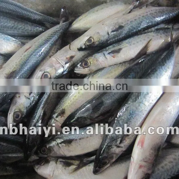 Blue Mackerel