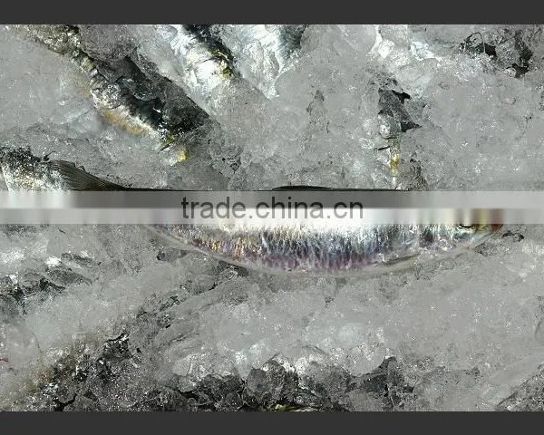 WR Frozen Sardines photo-4